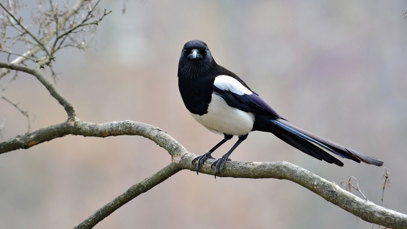 Be more magpie