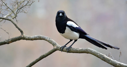 Be more magpie