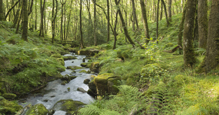 How local business leaders can help to save our streams