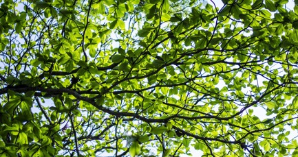 Green Day 2023: how does it affect your business?