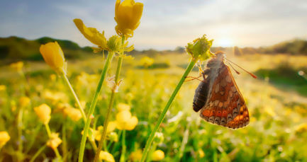 How to be nature positive: the only route to net zero
