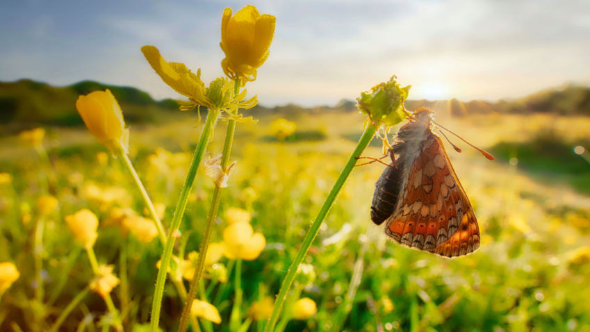 Image of a butterfly in a wildflower meadow